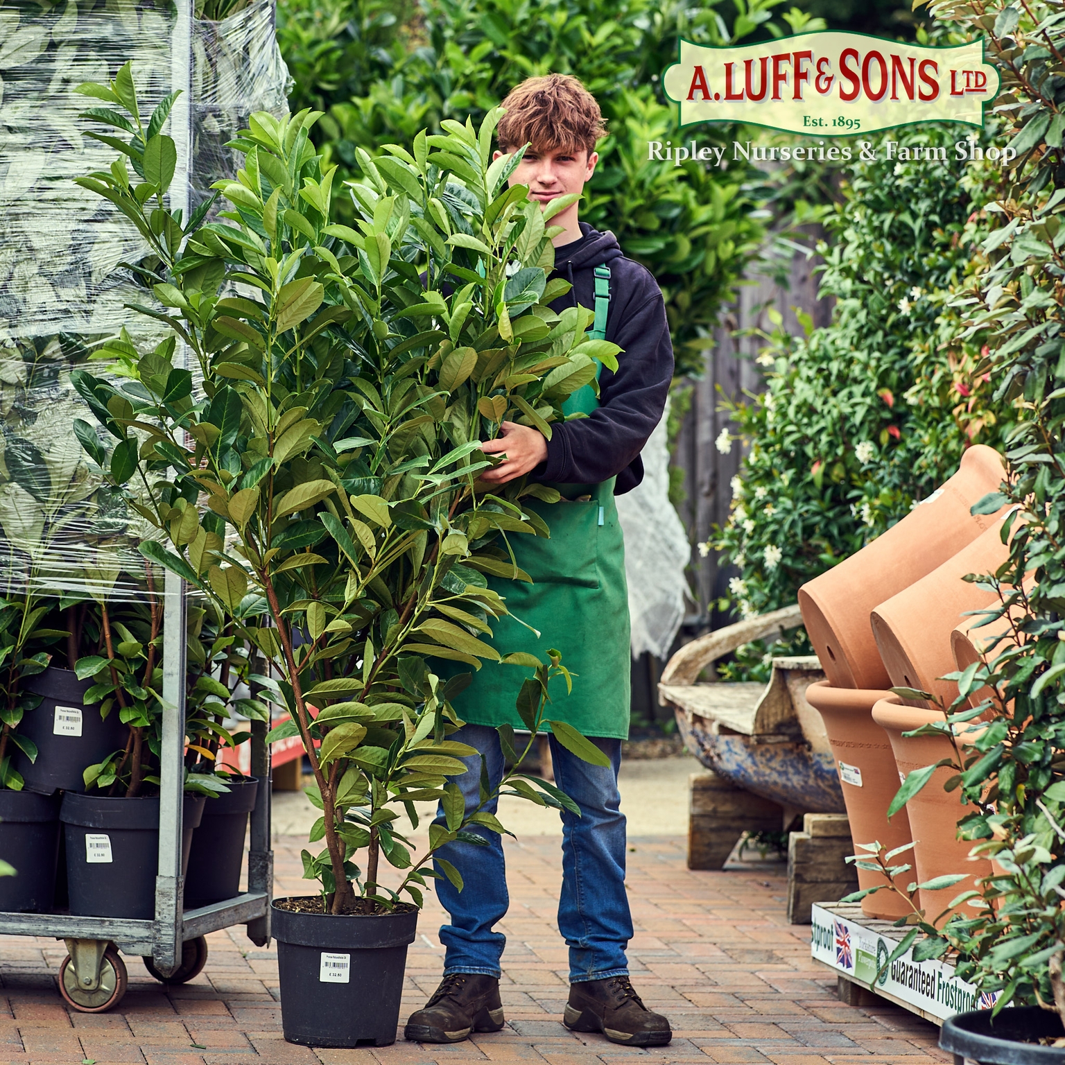 Prunus L Rotundifolia Ripley Nurseries Garden Centre Farm Shop