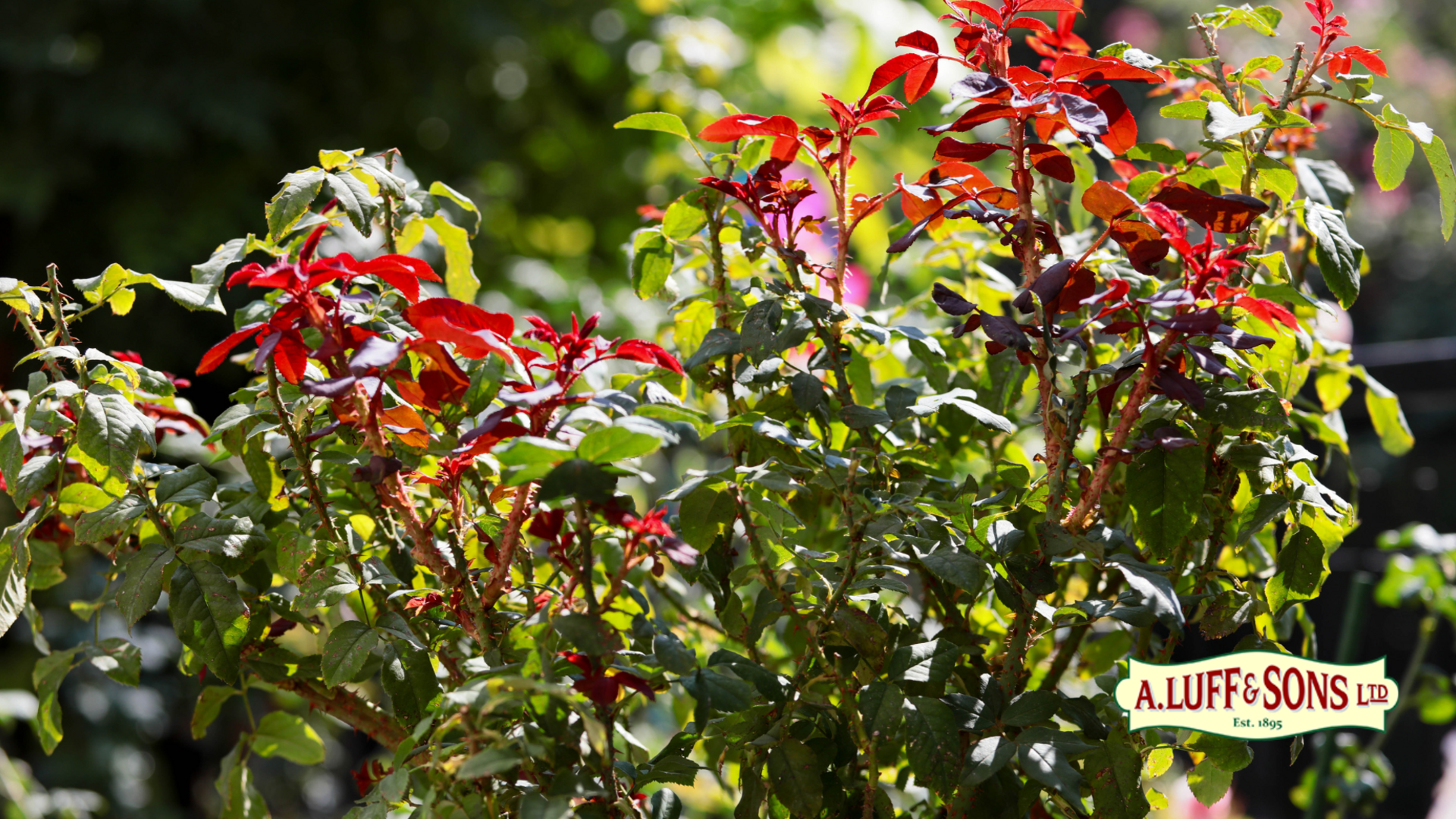April Plants are waking up