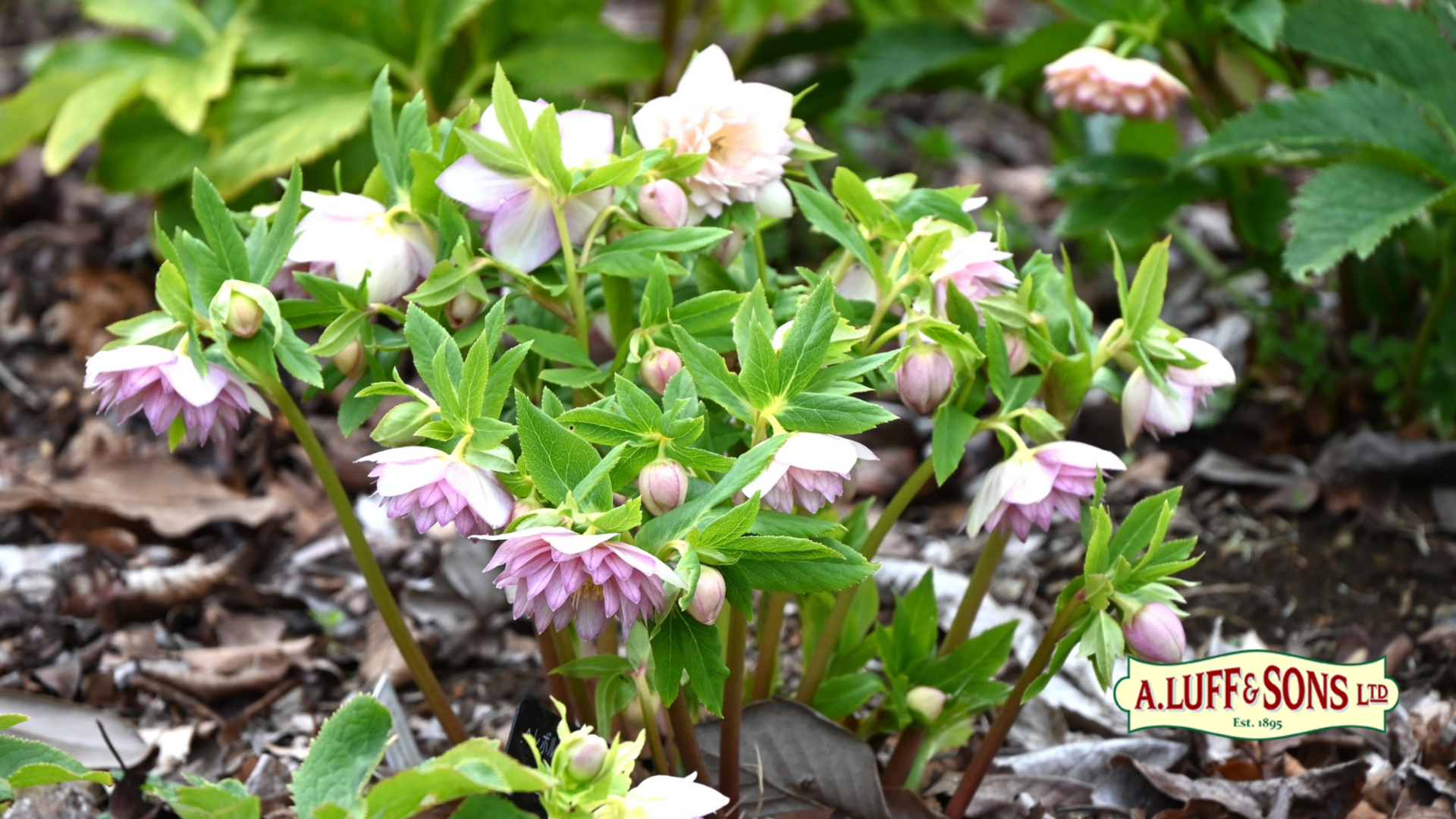 February Winter interest