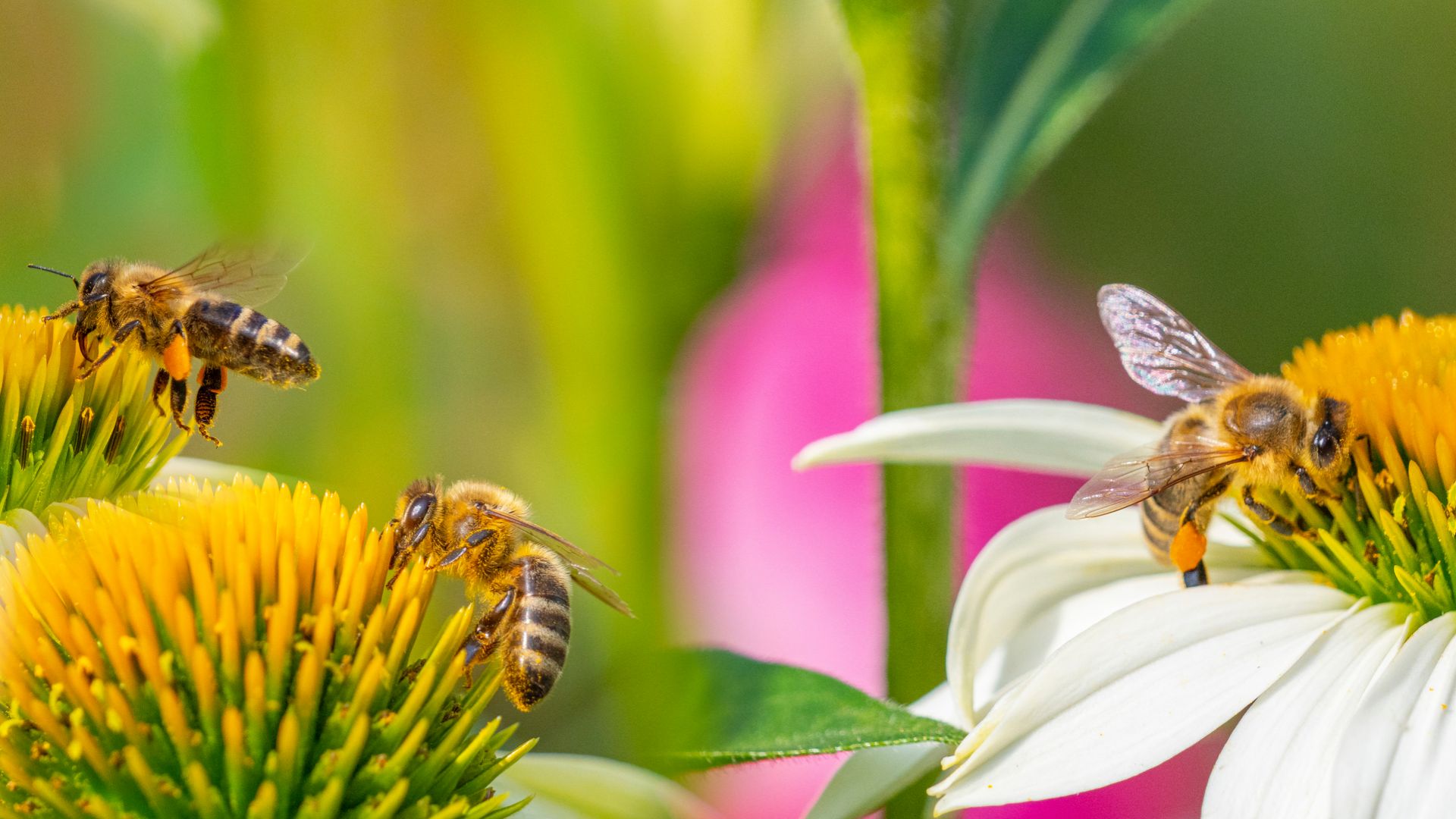 Ripley Nurseries | Best garden centre around Surrey