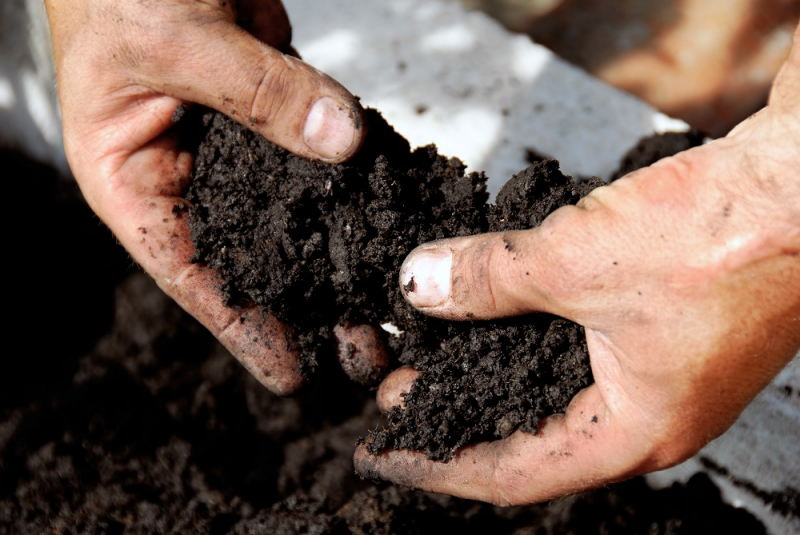 Add Lime Your Soil If It s A Little Too Acidic Ripley Nurseries 