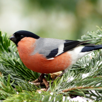 Essential tips for Bird Care in Winter