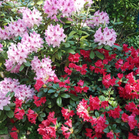 Fabulous Rhododendrons at Ripley Nurseries