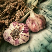 Sow garlic