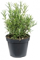 The smell of rosemary boost memory