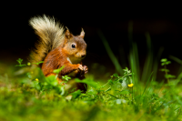 Over one in ten native species of plant and wildlife in Britain are facing extinction