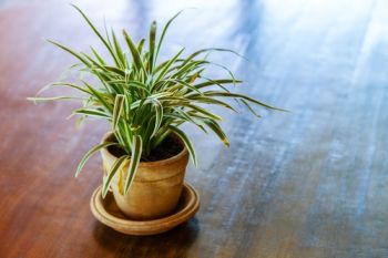 Plant of the Week: Dracaena