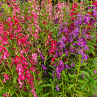 Sun-Loving Plants at Ripley Nurseries