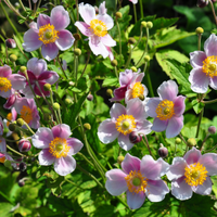 Top Plant for September: Japanese Anemone