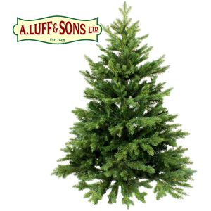 Nordman Fir 125/150cm - image 1