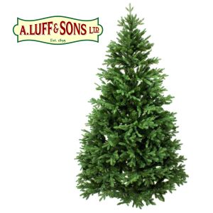 Nordman Fir  200/225cm - image 1